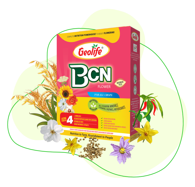 BCNP Flower