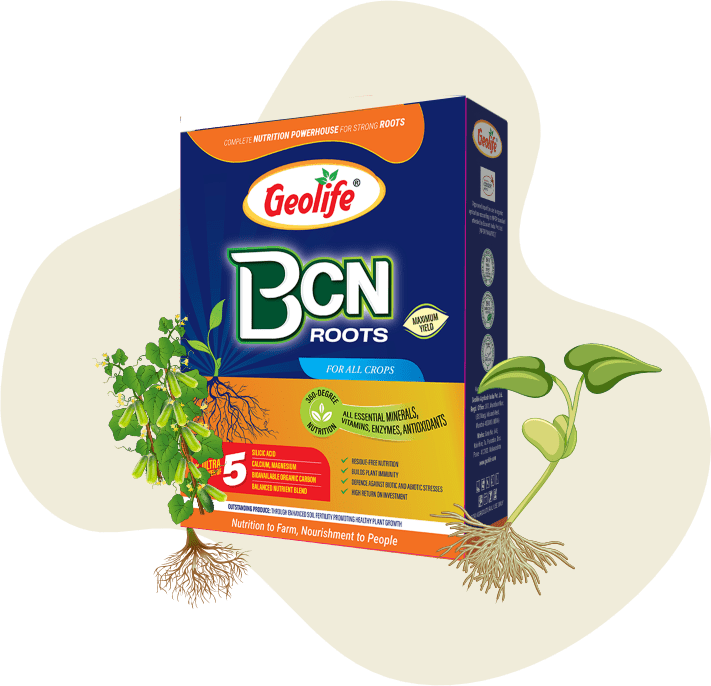 BCNP Roots